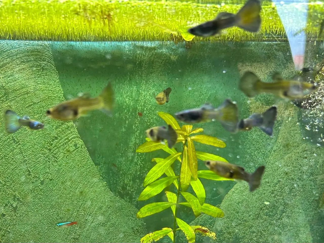 Billede 7 - 🐟🔵 Blue Moscow Guppy Par sælges - Viby J