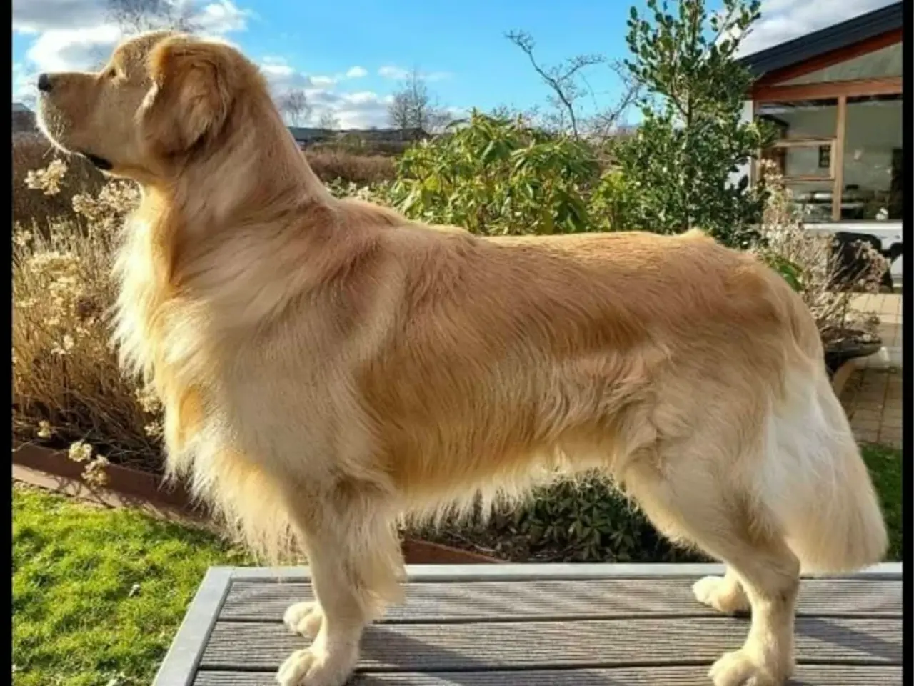 Billede 7 - Kun 4 skønne Golden Retriever hanner tilbage søger