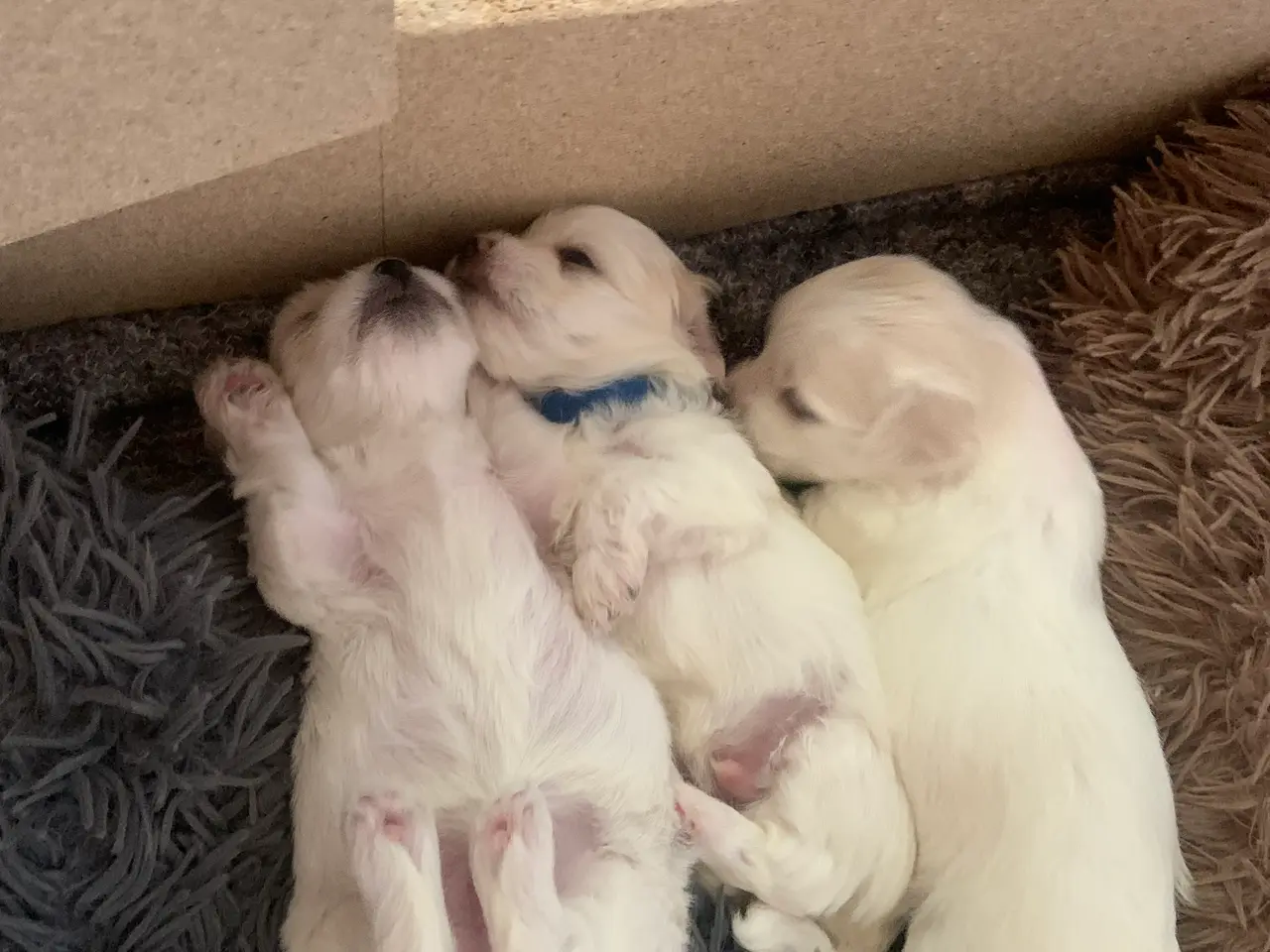 Billede 8 - Han hunde søger deres bedste ven