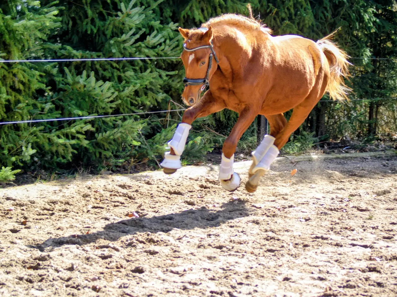 Billede 8 - Dansk Sports pony ( kat 1)