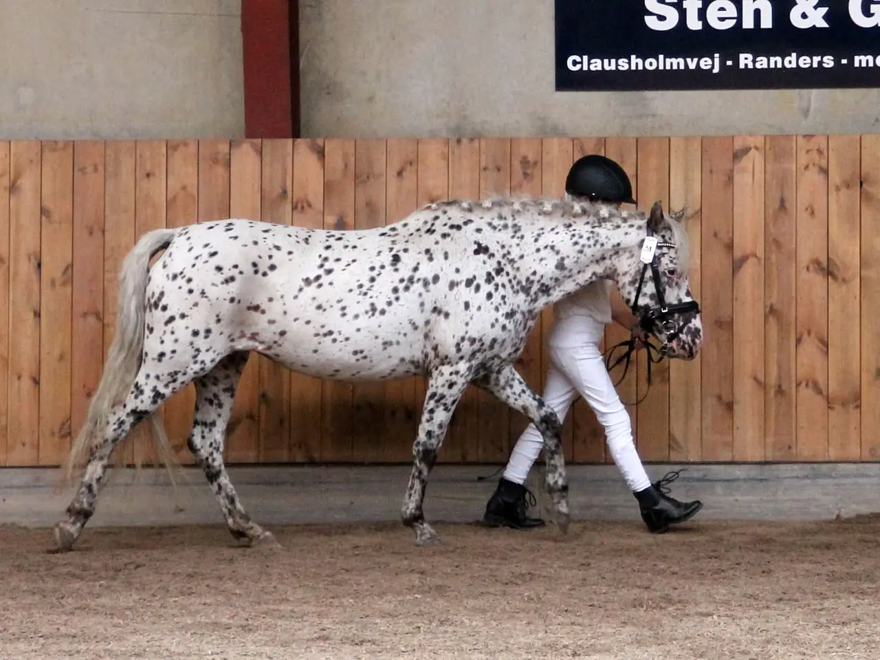 Billede 6 - Max kat 3 spring pony og fløjhoppe