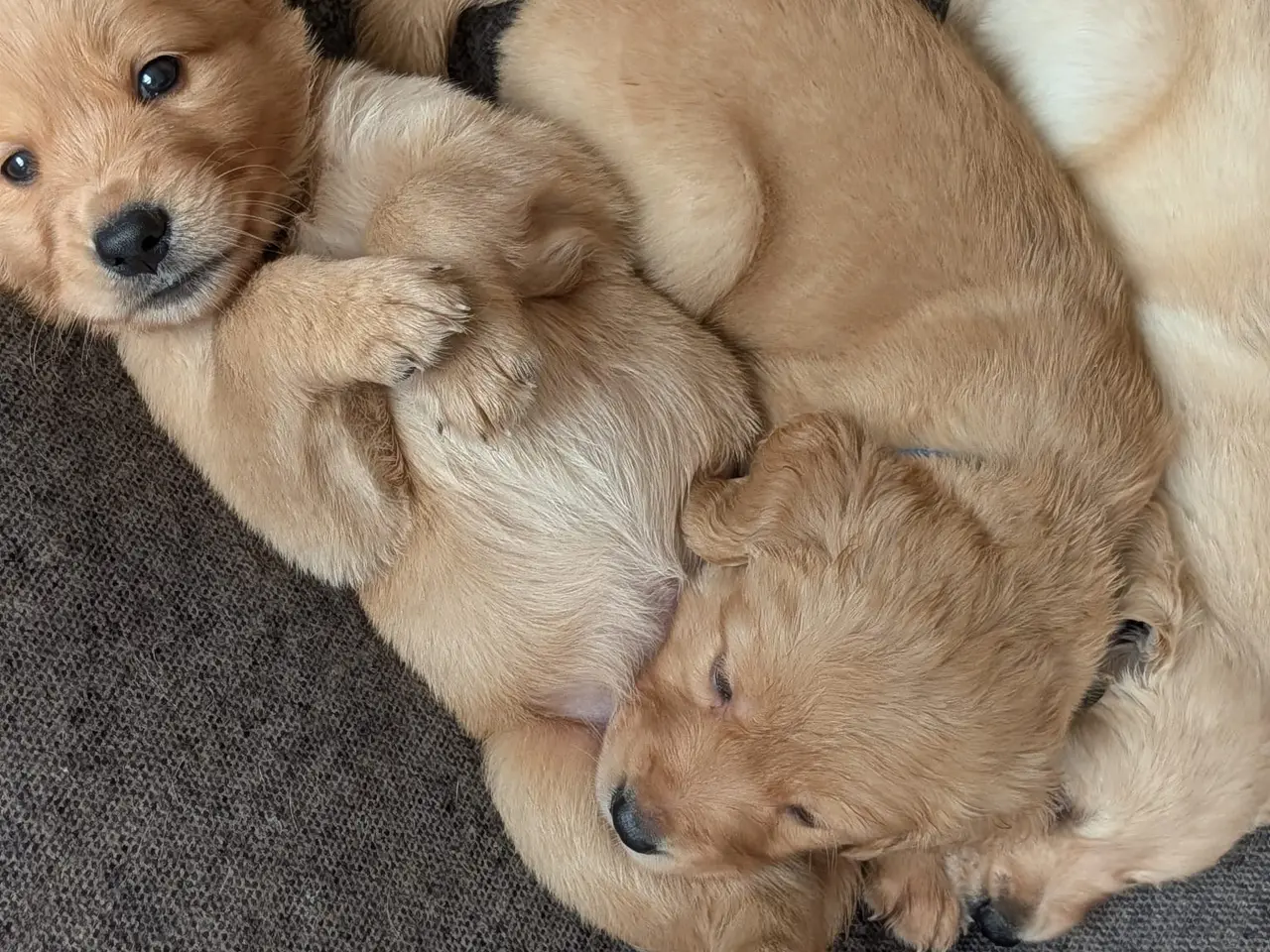 Billede 3 - Golden Retriever Hvalpe