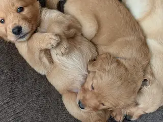 Golden Retriever Hvalpe - 3