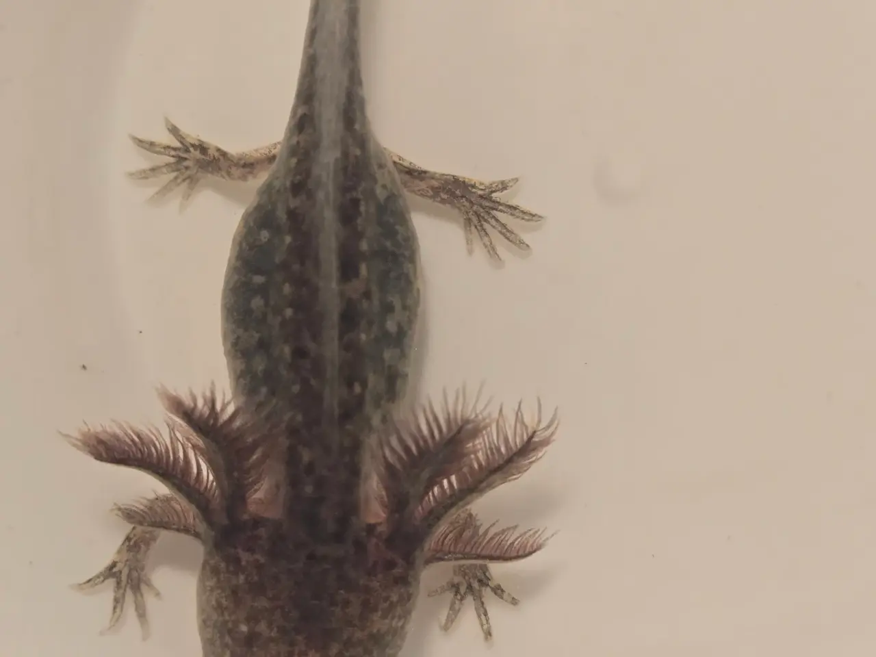 Billede 10 - Axolotl unger fra kendte linjer