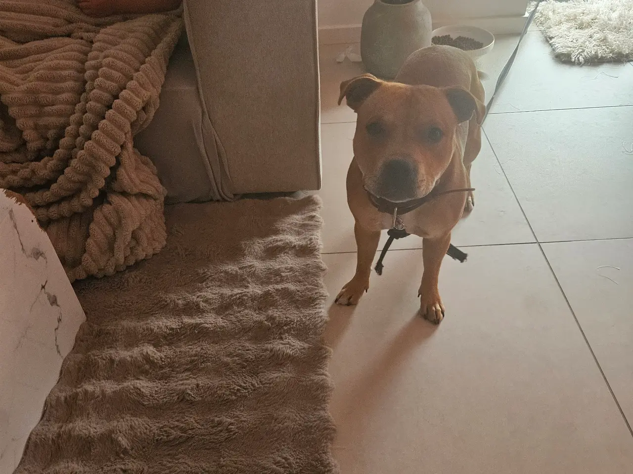 Billede 1 - Engelsk staffordshire bull terrier