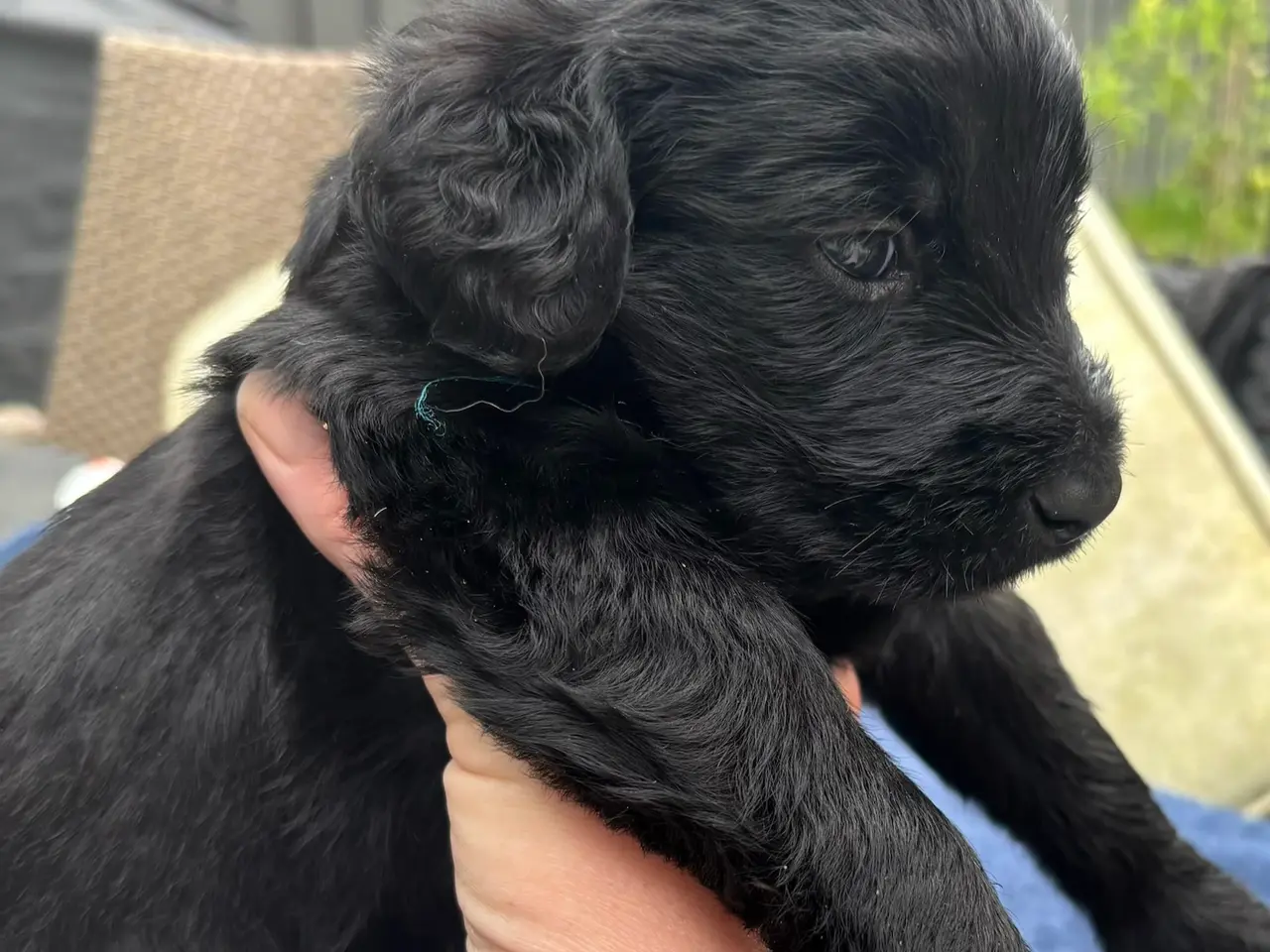 Billede 2 - Dejlige double doodle af labra og goldendoodle