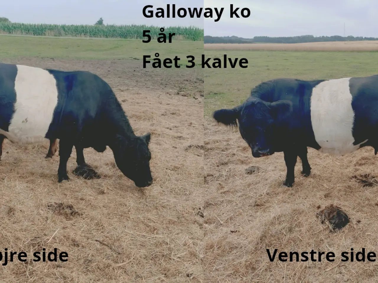 Billede 2 - Galloway køer med tyrekalv