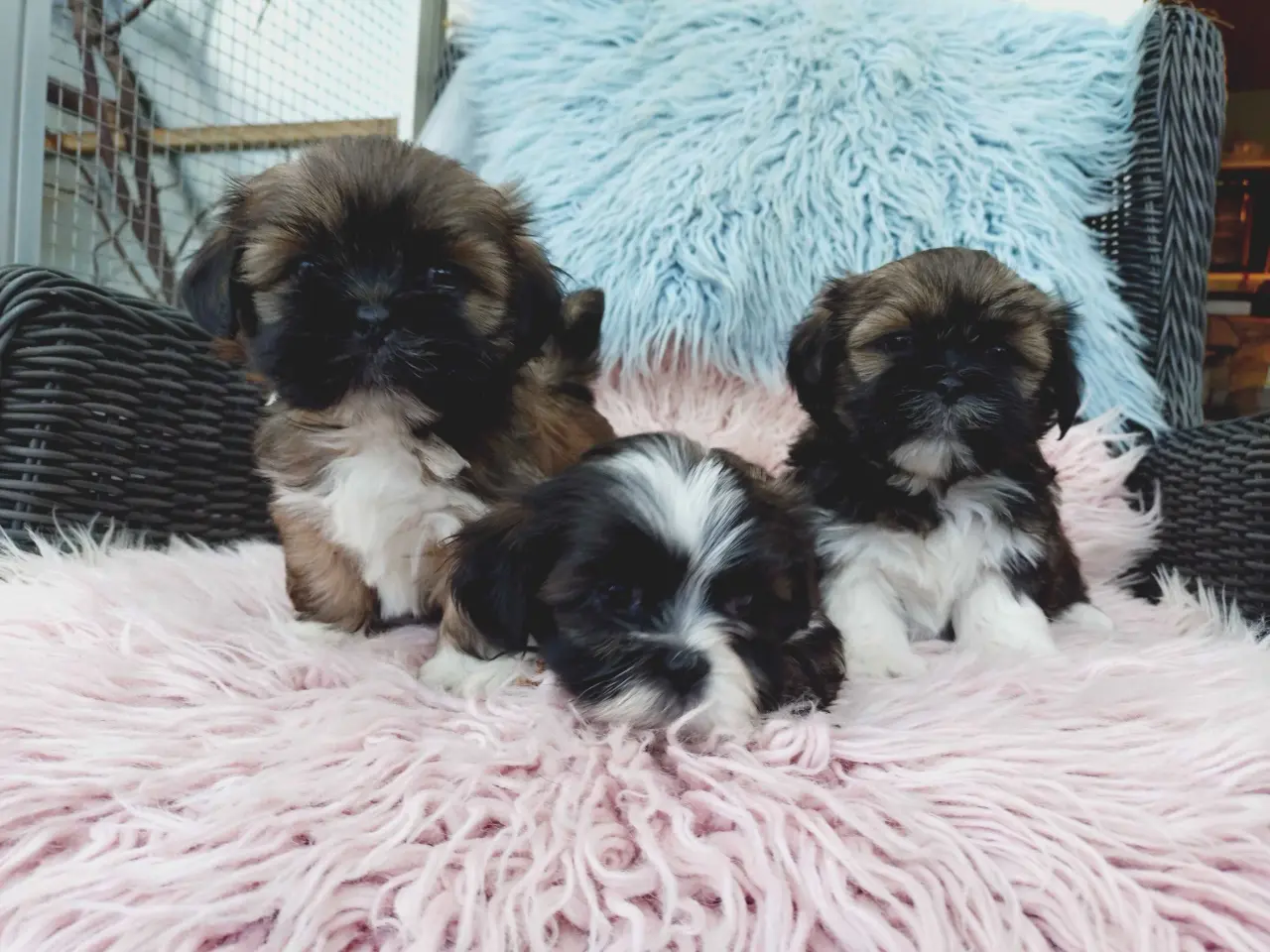 Billede 7 - Lhasa apso hvalpe med stambog