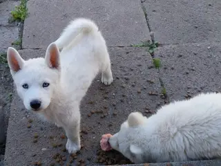 Siberian Husky/Alaskan Malamute/Samojede - 2