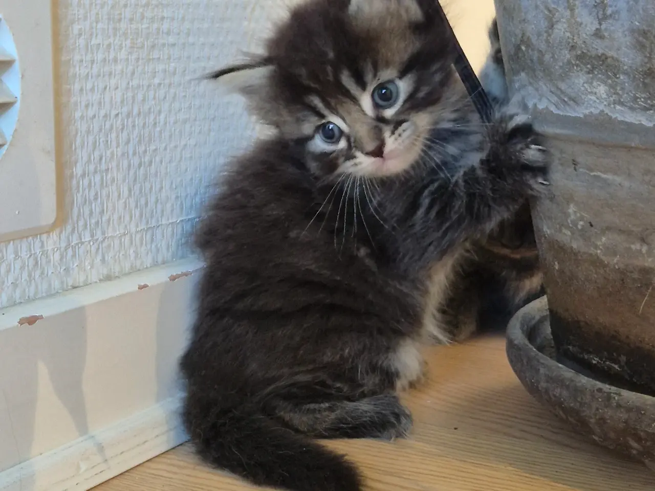 Billede 6 - Maincoon blanding