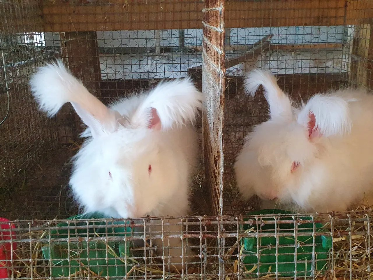 Billede 3 - Angora unger