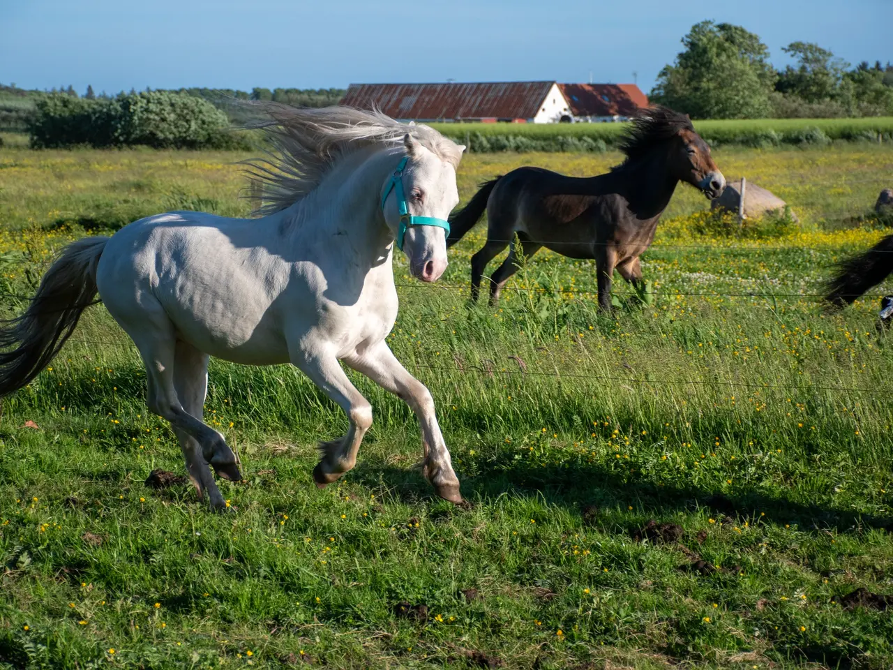 Billede 5 - Welsh hingst søger nyt hjem