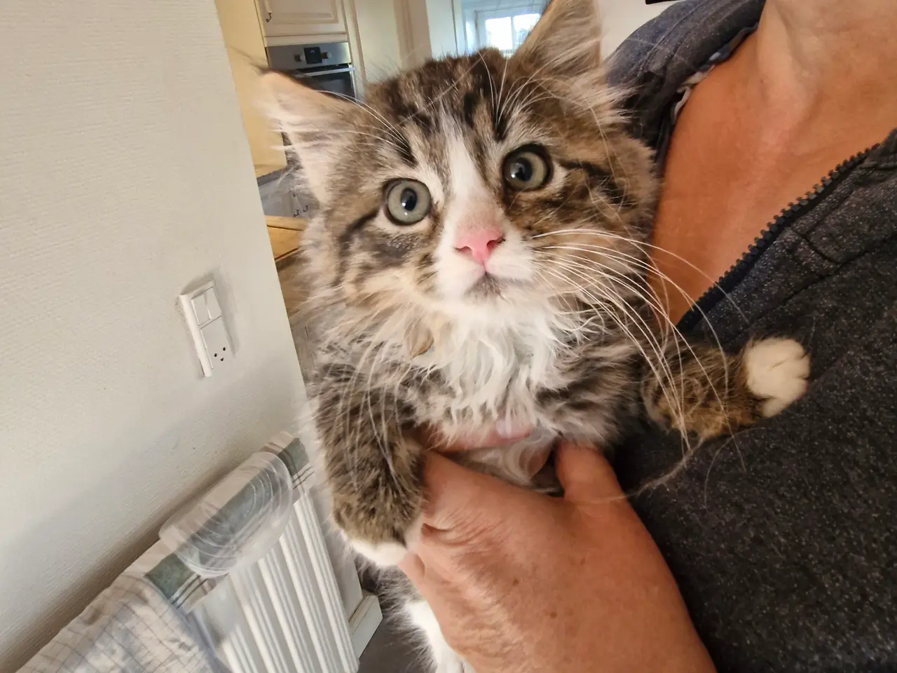 Billede 4 - Miks. Killinger Abysseiner Main coon og gårdkat