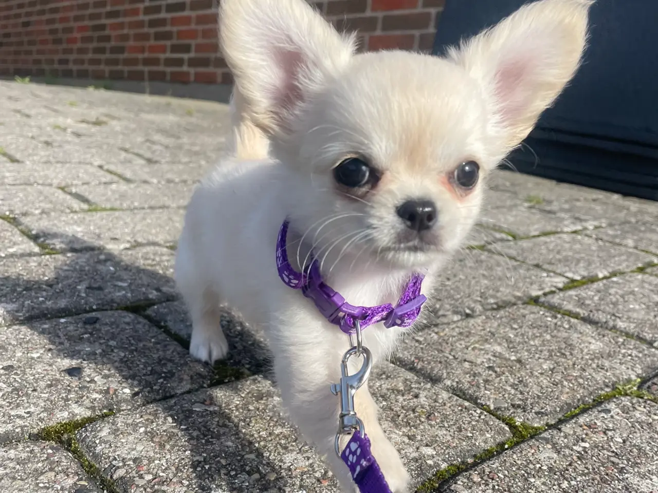 Billede 1 - RESEEVERET: DKK Chihuahua Langhåret tæve