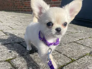 DKK Chihuahua Langhåret tæve
