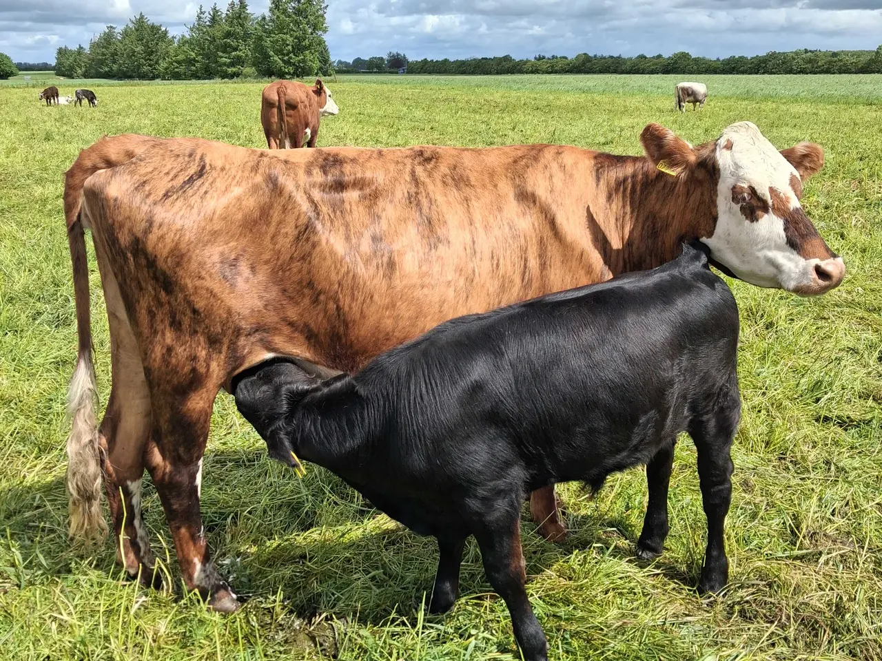 Billede 3 - Hereford kryds ko