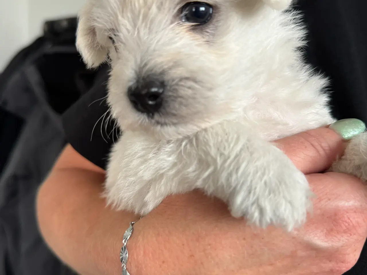 Billede 5 - Wee-Chon skøn blanding med Westie og Bichon Frisé
