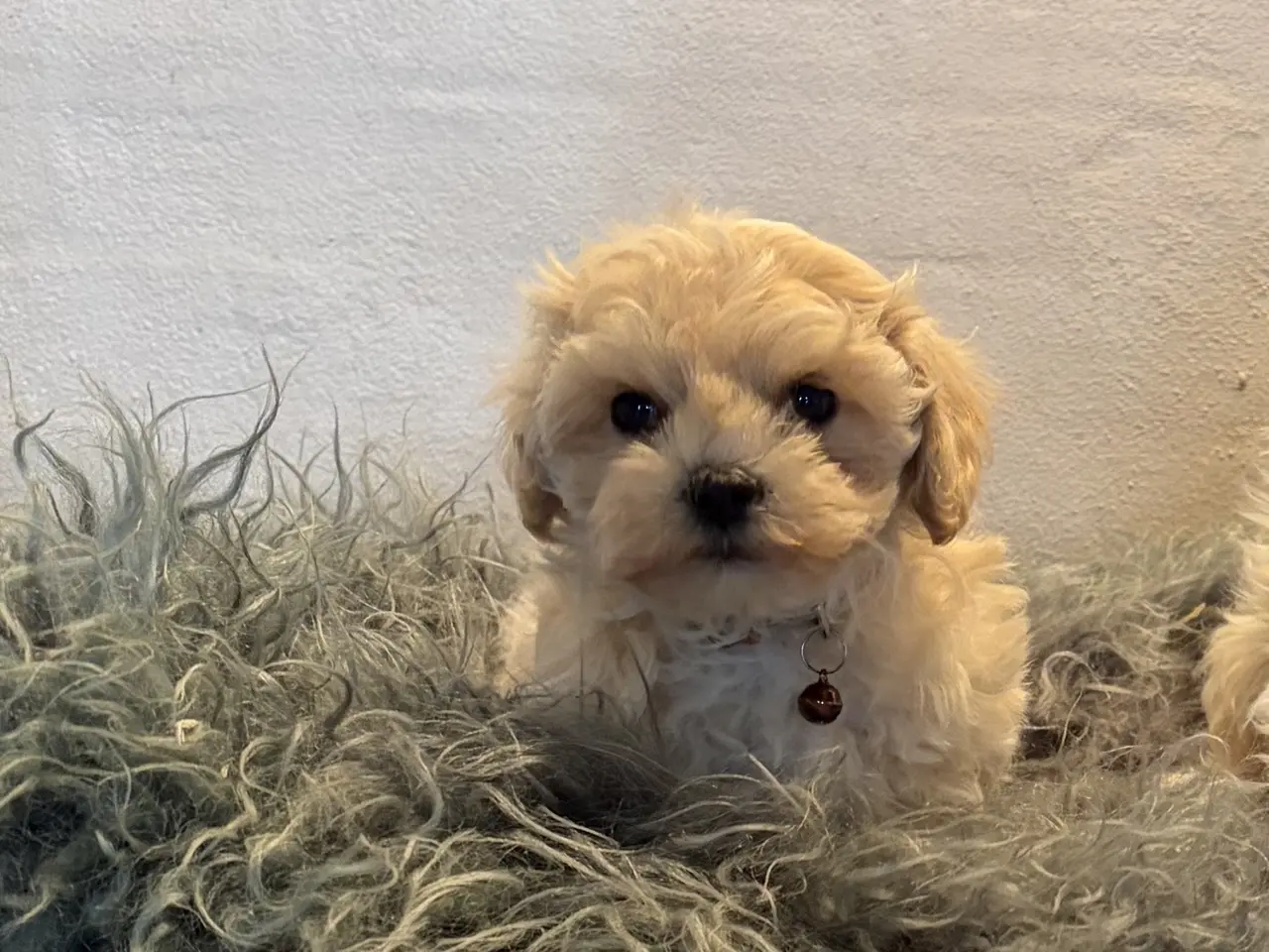 Billede 15 - 1 Mini Maltipoo dreng må rejse nu 