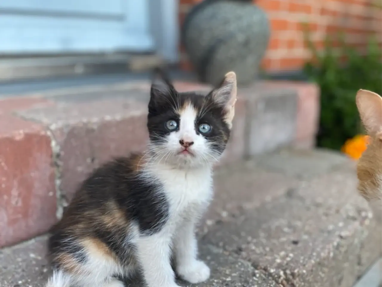 Billede 2 - Søde killinger søger nyt hjem 🐾