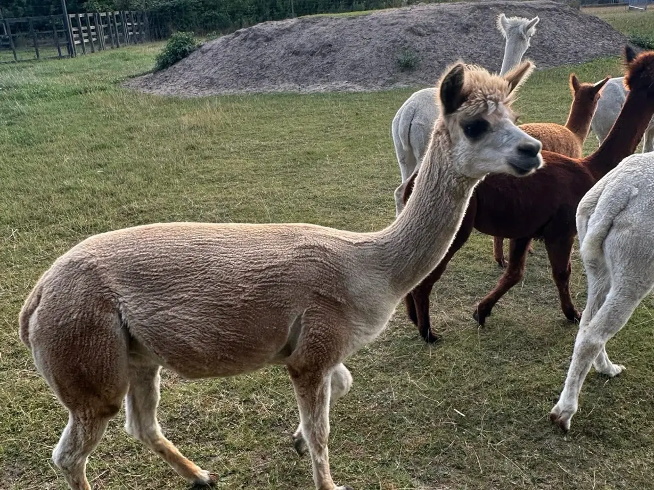 Billede 5 - Alpaca hopper 