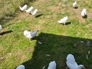 Dværghøns kyllinger sælges 
