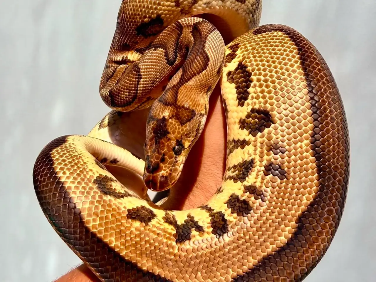 Billede 12 - Konge python