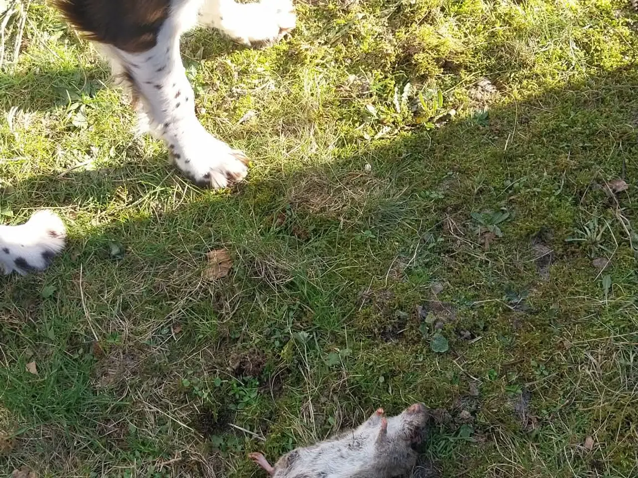 Billede 2 - Ft springer spaniel