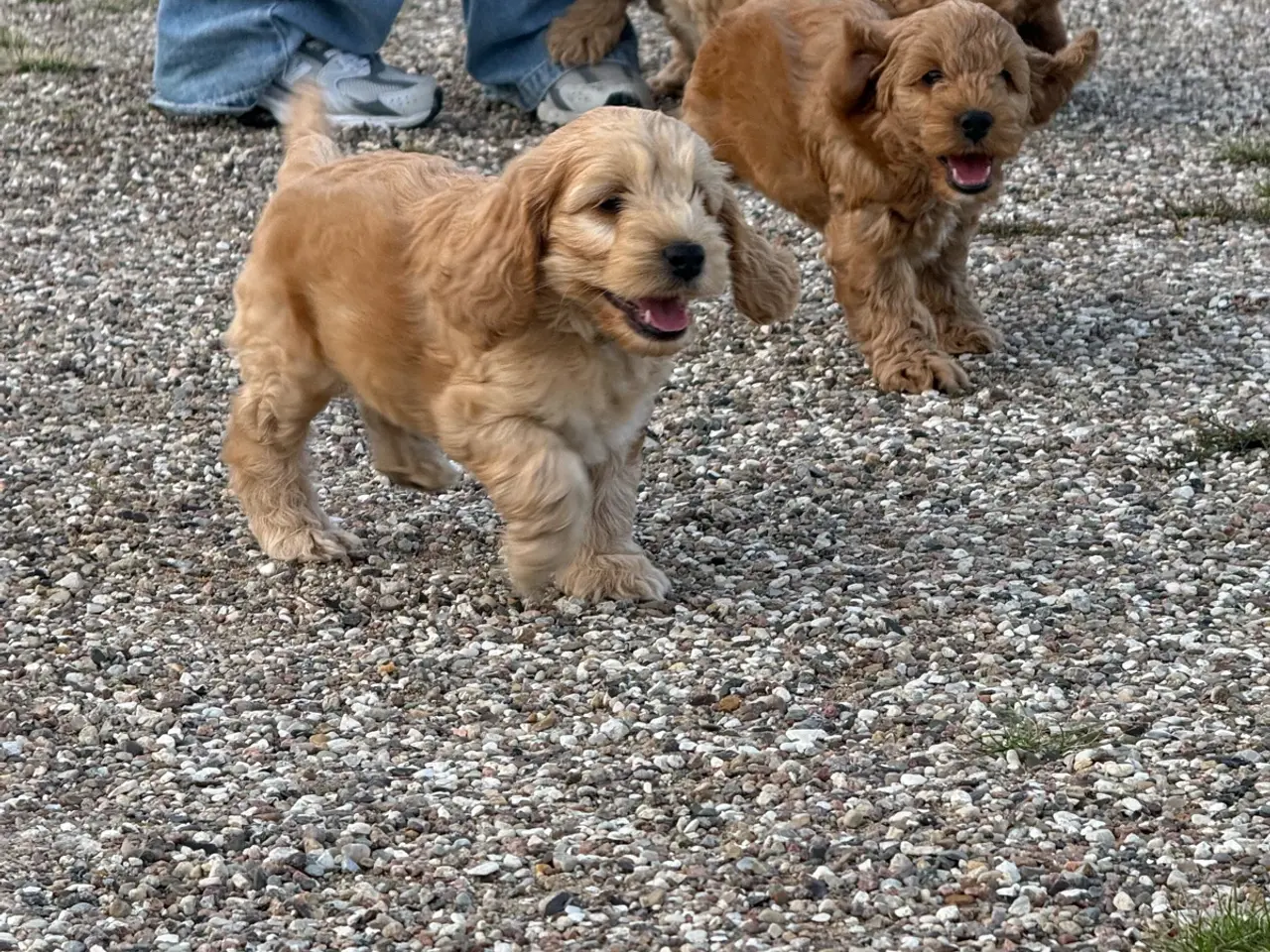 Billede 13 - 🐶❤️ 4 SKØNNE COCKERPOO-HVALPE SØGER KÆRLIGE HJEM