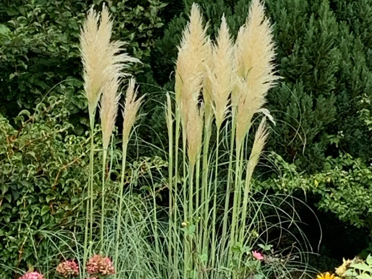 Billede 1 - Flotte pampas stilke