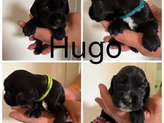 Cockerspaniel-hvalpe søger kærlige hjem