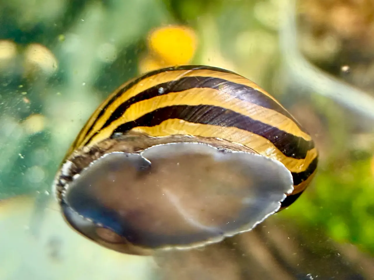 Billede 16 - Zebra Nerite - Slip af med alger 