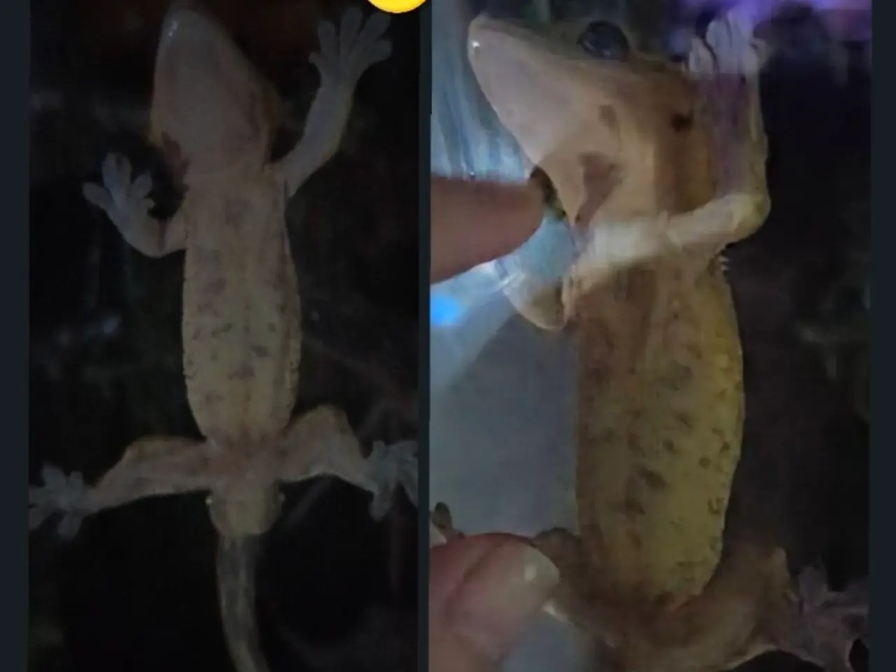 Billede 13 - Kronegekko par. 🦎🦎