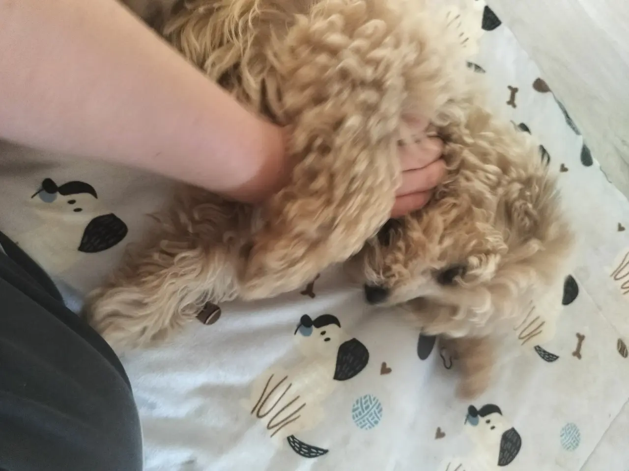 Billede 9 - 🐶 De sidste 2 Maltipoo-hanhvalpe søger den helt r