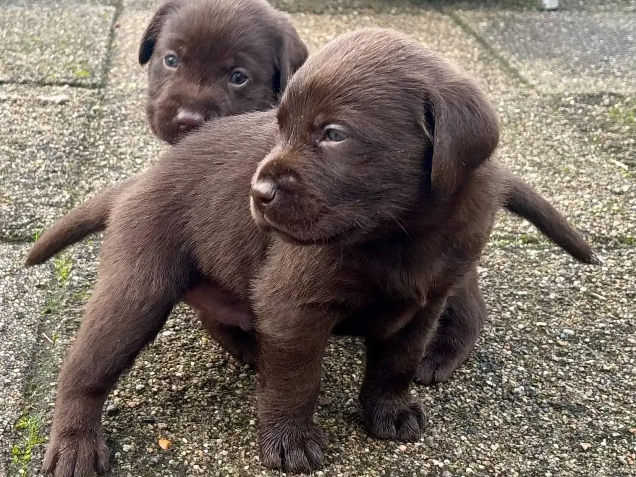Billede 7 - Brune han labrador hvalpe