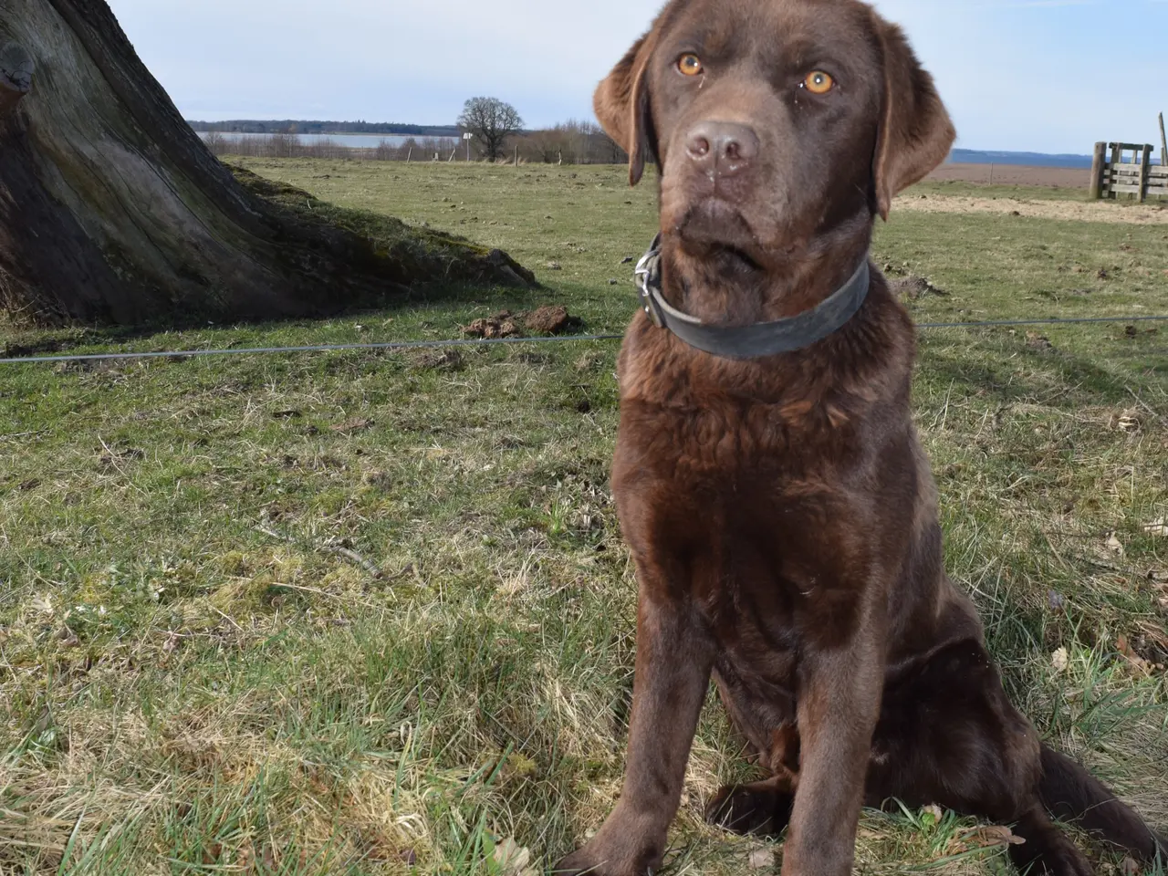 Billede 14 - Brune Labrador-hvalpe med DKK-stamtavle 🐶