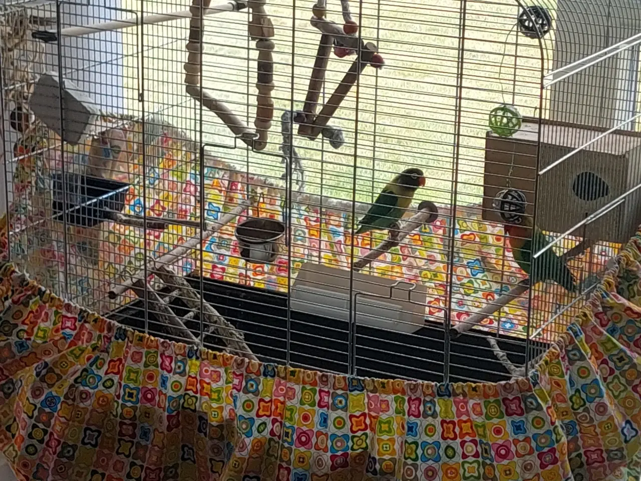 Billede 6 - 2 voksne dværgpapegøjer sælges med stort bur 🐦❤️