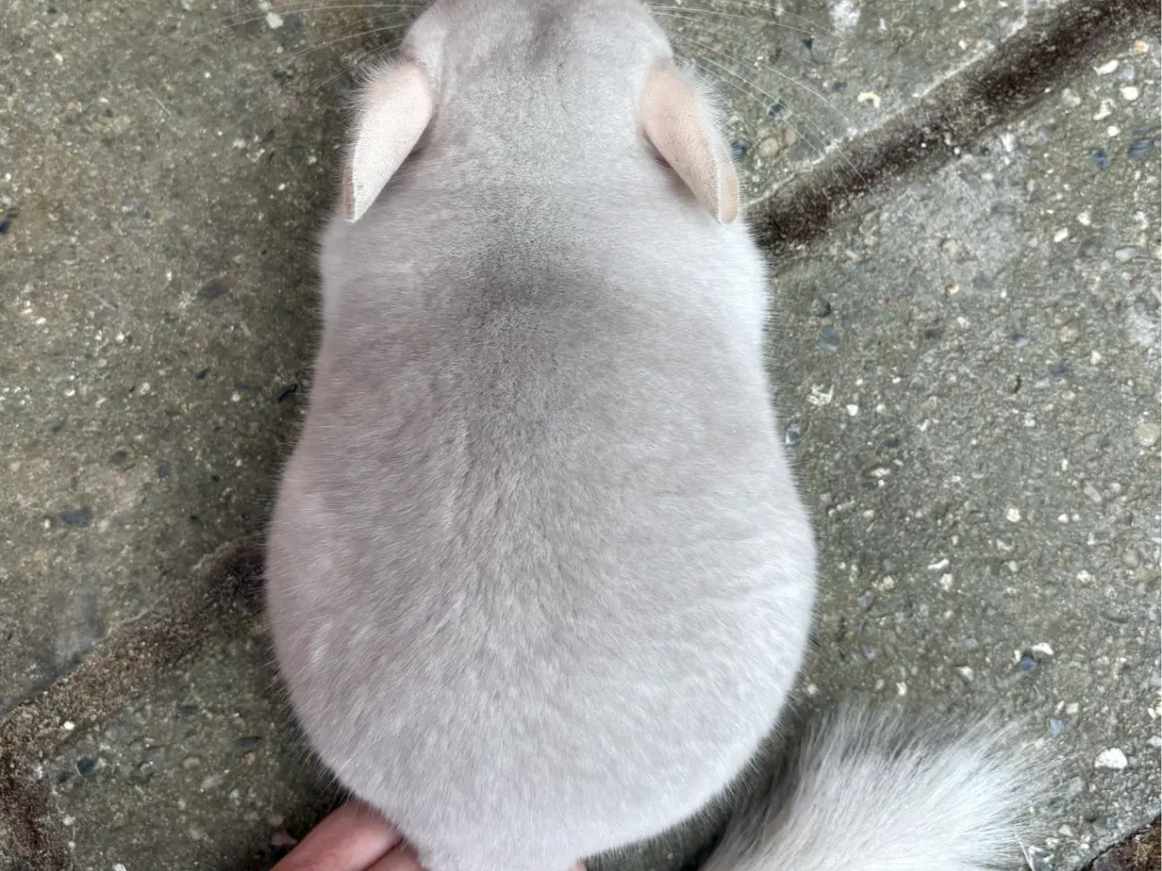 Billede 4 - HAN chinchilla
