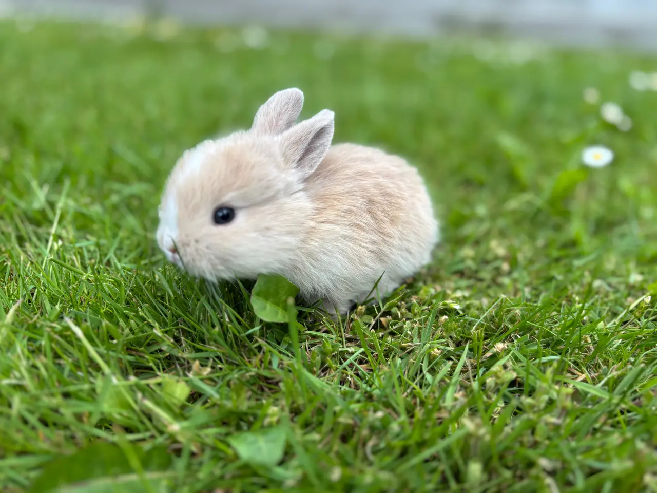 Billede 7 - Små minilop kaninunger🐰🐰