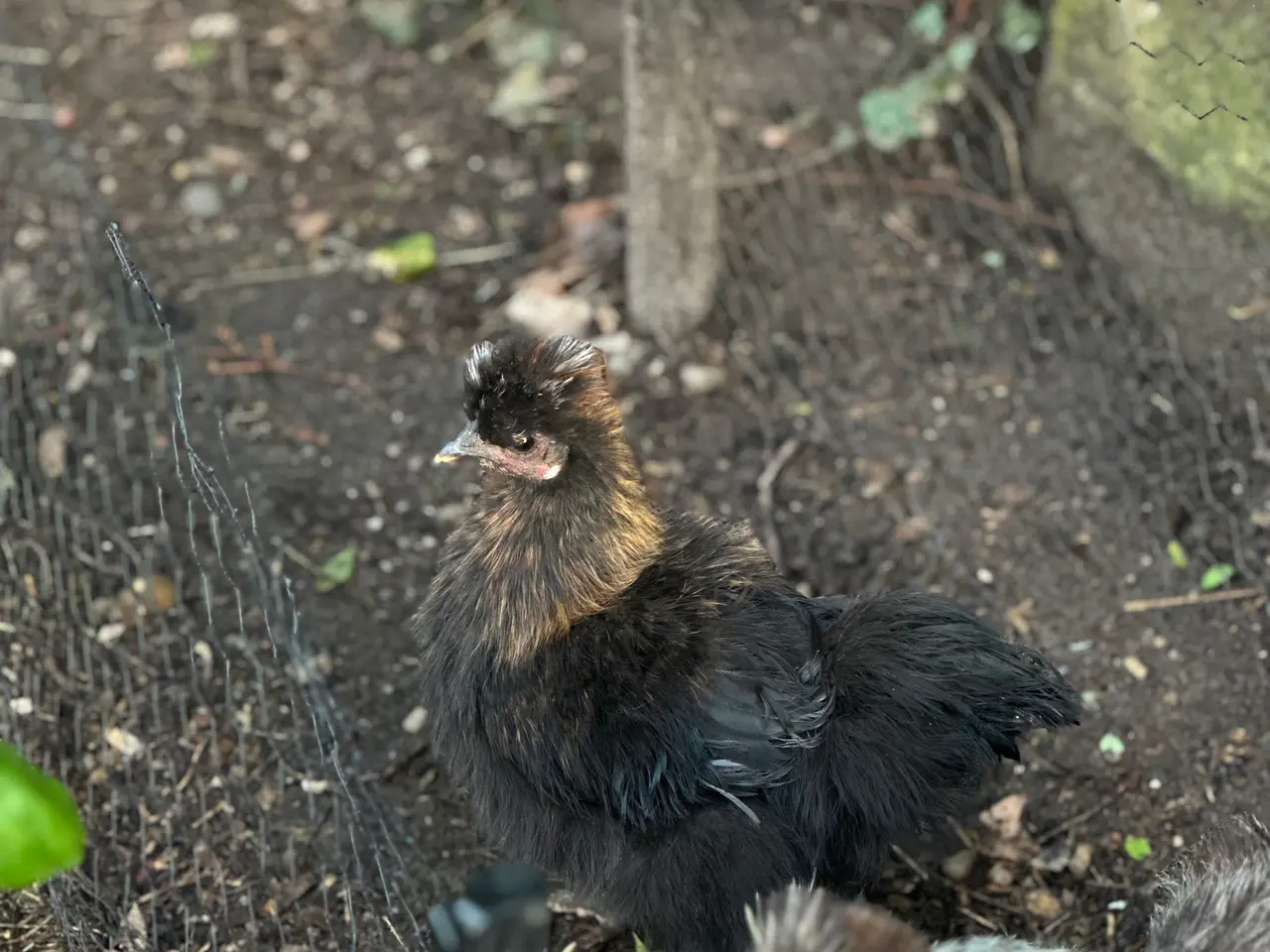 Billede 5 - Silkie sælges 