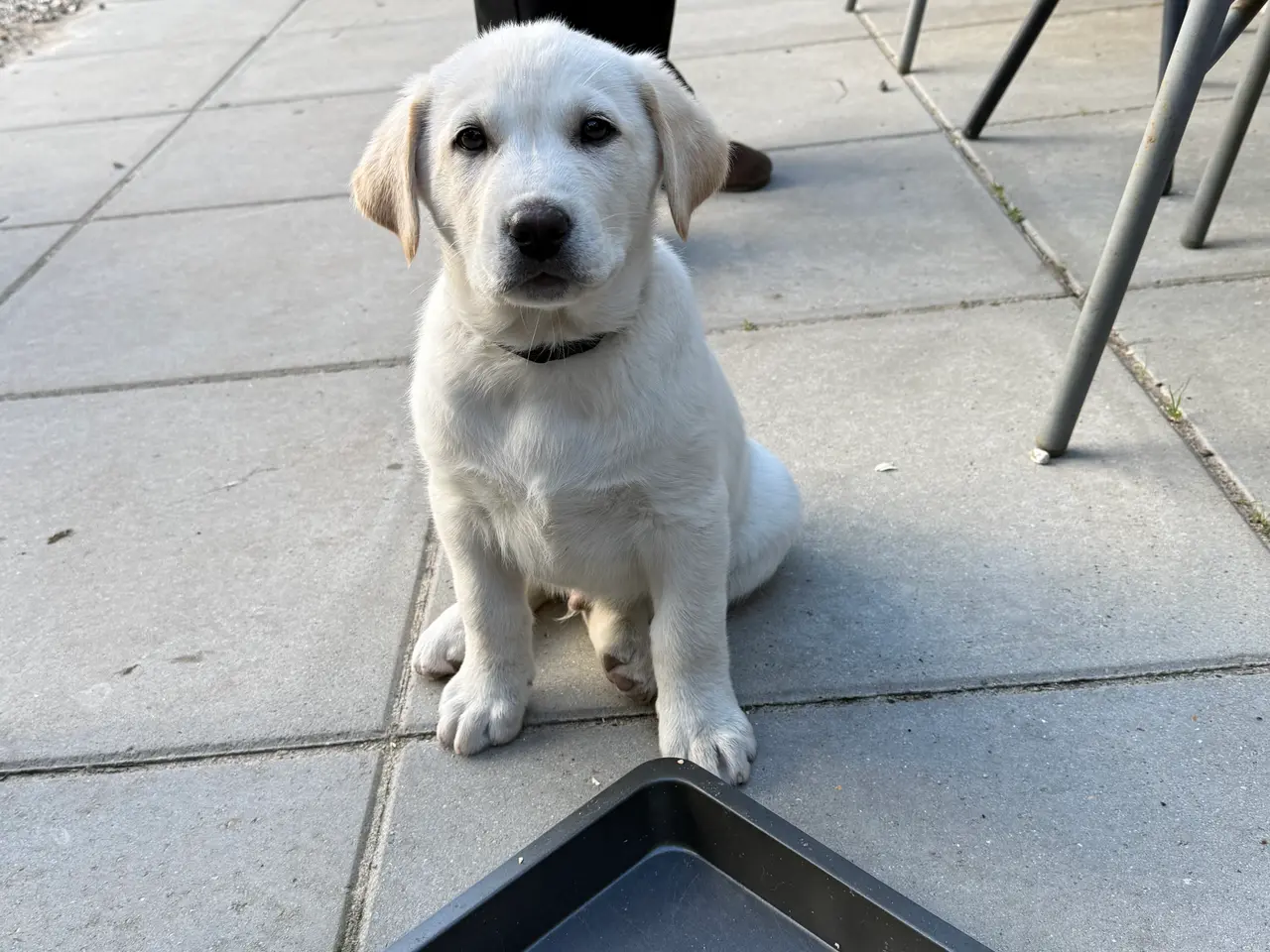 Billede 2 - Hundehvalpe sælges - der er nu 3 hanner og 1 tæve