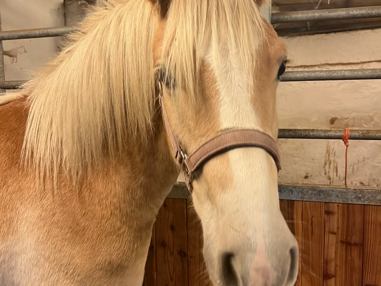 Billede 4 - Haflinger 3 års vallak