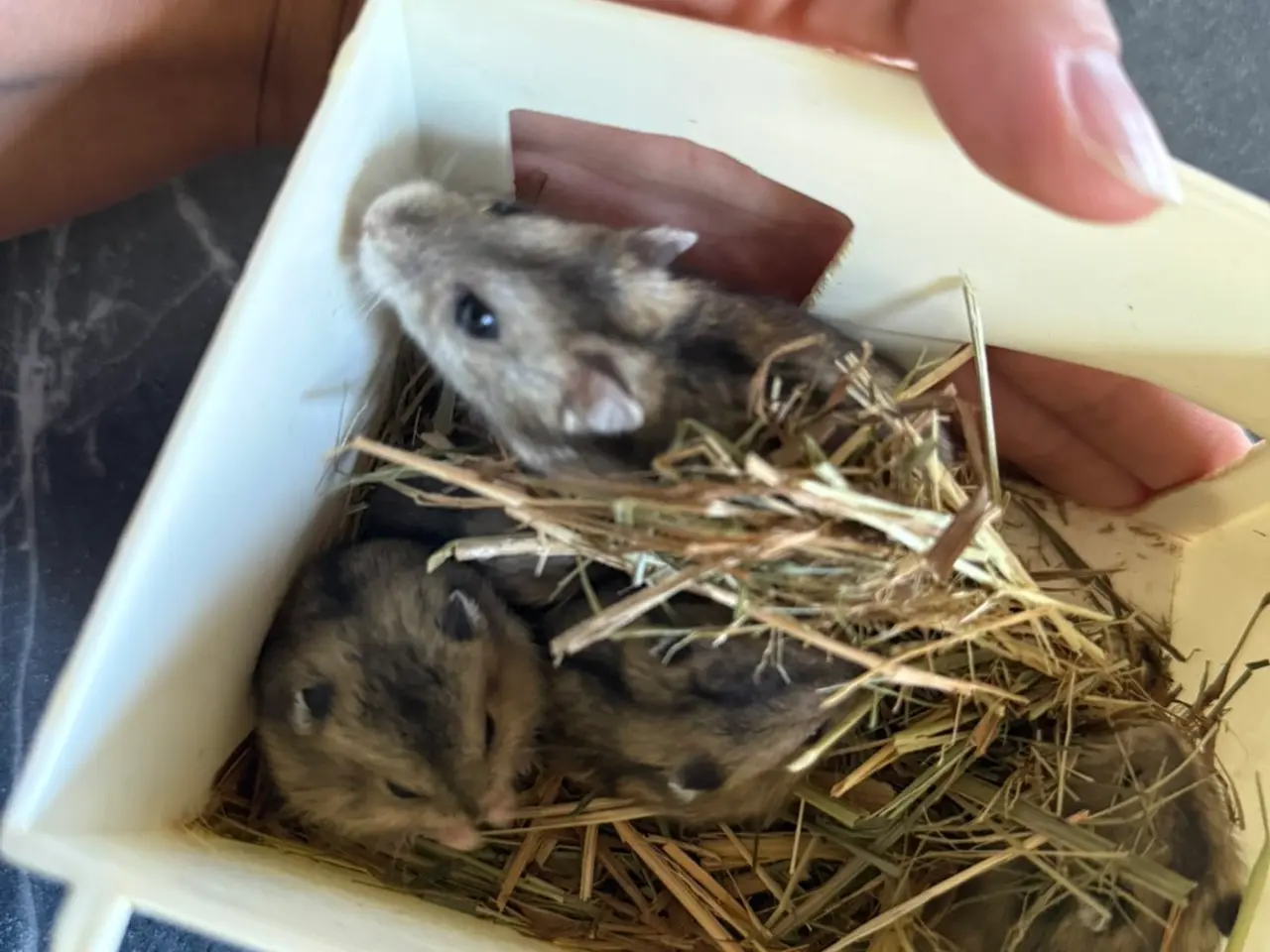 Billede 1 - Hamster
