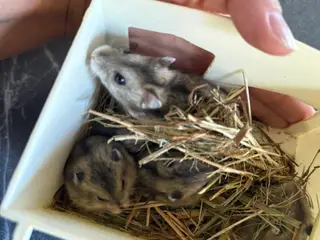 Hamster