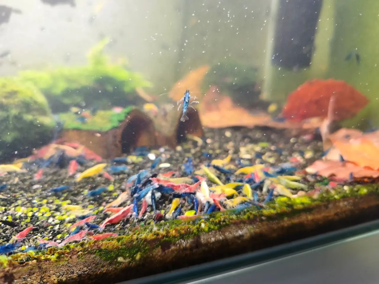 Billede 3 - 50 Neocaridina-mixrejer 🦐 | 100,-