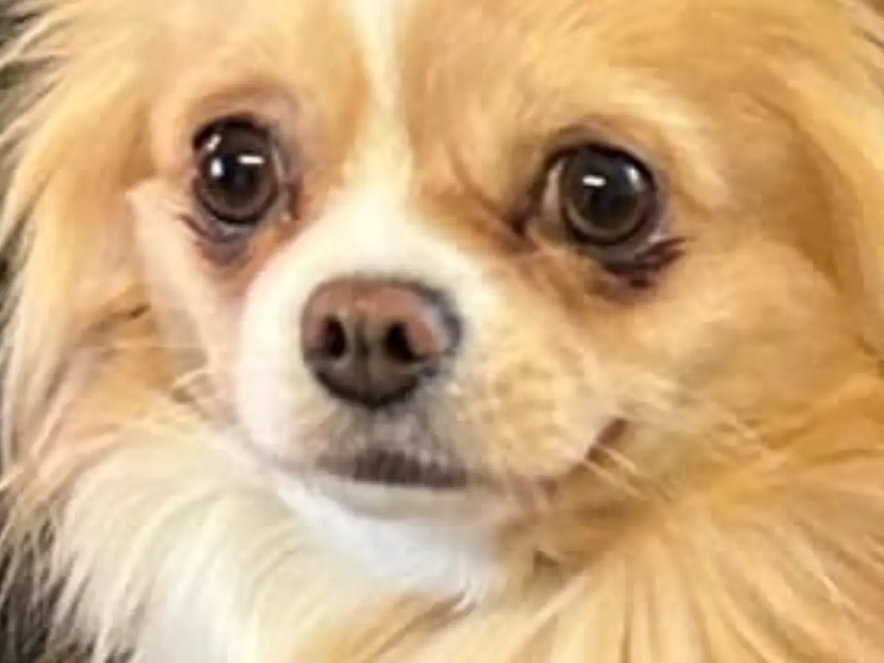 Billede 12 - Chihuahua langhåret 