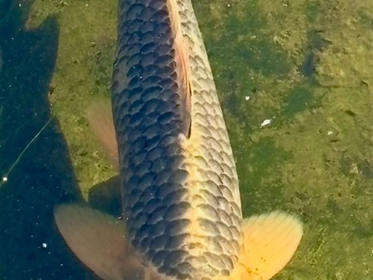 Billede 1 - 6 Koi SAMLET