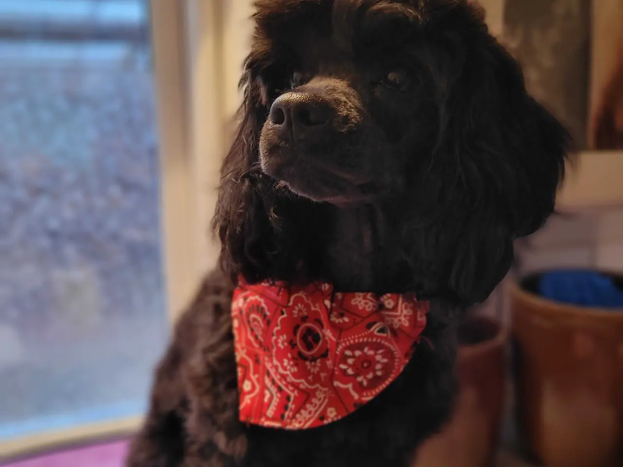Billede 4 - Skøn Cavapoo pige 
