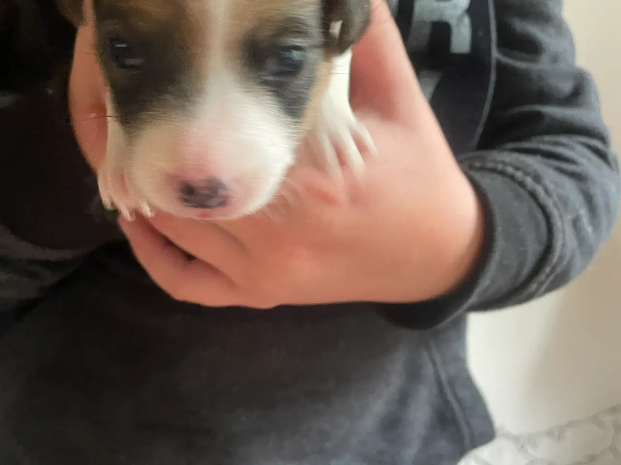Billede 2 - Jack russel hvalpe
