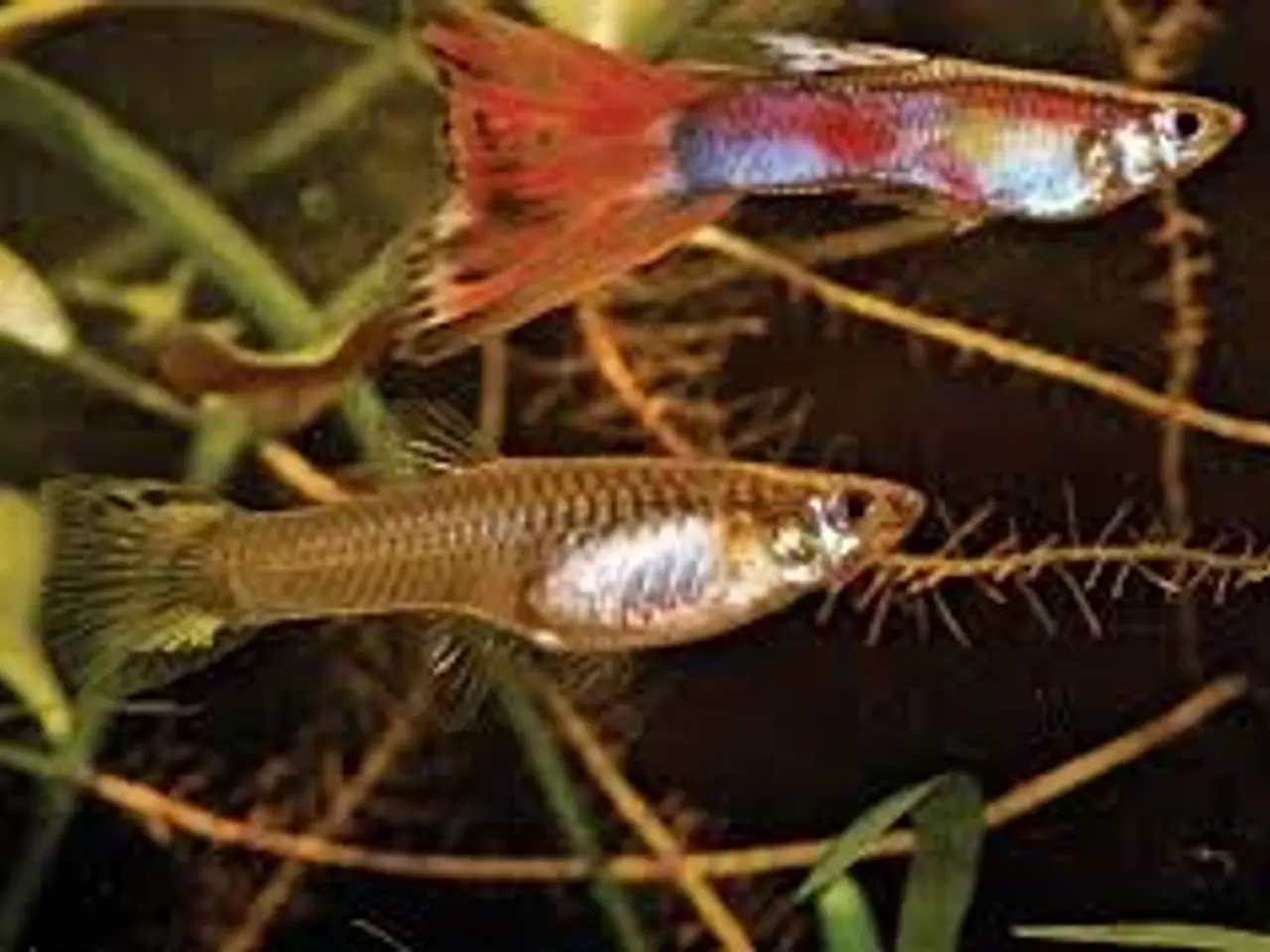 Billede 1 - GUPPY. MIX ((STORE)) ((3-3,5 CM)) BILLIGT