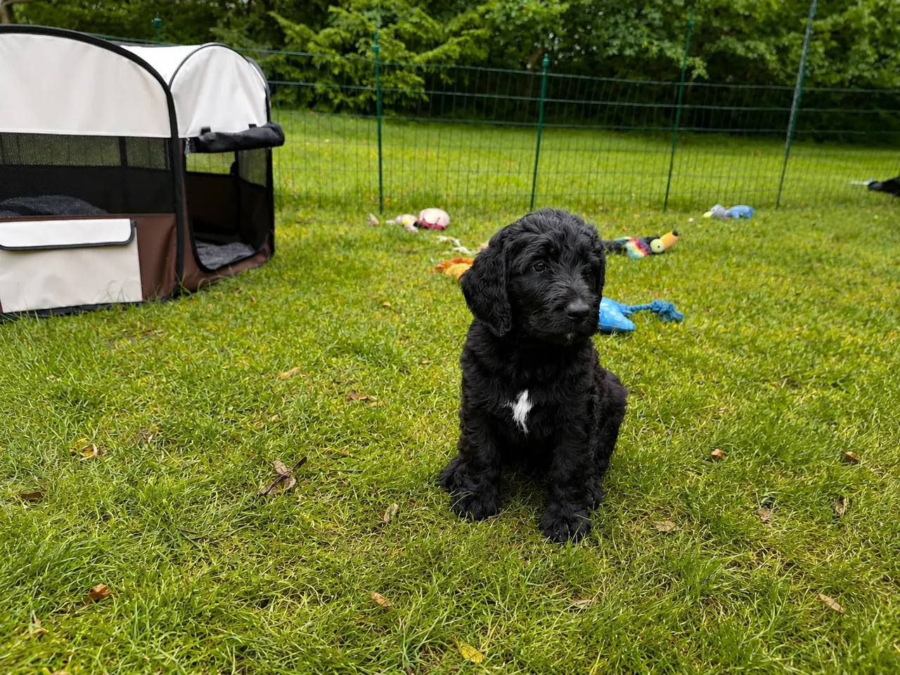 Billede 5 - F1B Labradoodle-hvalpe – klar til nye familier 1/8